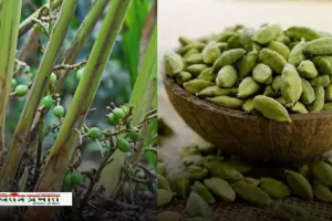 Cardamom Farming: किसान साथी करें इलायची की खेती, लाखों में कर सकेंगे कमाई 