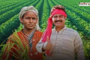 Mandi Bhav: नरमा-धान समेत सभी फसलों के ताजा भाव, देखें सिरसा मंडी के नए रेट 