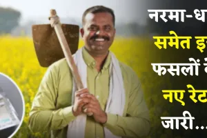 Mandi Bhav: नरमा-धान समेत इन फसलों के नए रेट जारी, देखें सिरसा मंडी के ताजा भाव 