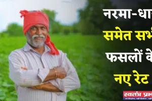 Mandi Bhav: नरमा-धान समेत सभी फसलों के नए रेट जारी, देखें आज के ताजा भाव