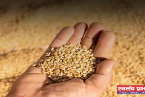 Mandi Bhav: हरियाणा की सिरसा मंडी में इस रेट पर बिकी फसलें, देखें आज के ताजा भाव