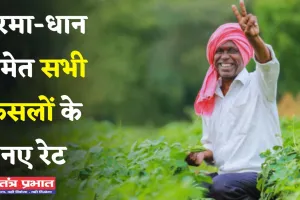 Mandi Bhav: नरमा-धान समेत सभी फसलों के नए रेट जारी, देखें आज के ताजा भाव