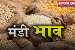 Mandi Bhav: नरमा-धान समेत सभी फसलों के ताजा भाव जारी, देखें आज के नए रेट 