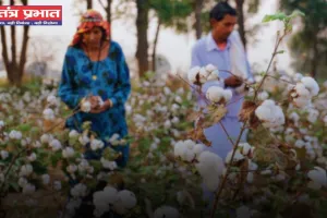 Mandi Bhav: नरमा-धान समेत सभी फसलों के रेट जारी, देखें नए भाव