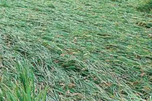 लगातार 3दिन से हो रही बारिश से धान की फसल गीर कर हुई चौपट