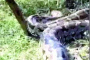 खेतों में दिखा 12फीट का अजगर, गांव में मची दहशत,वन विभाग ने सुरक्षित पकड़ा