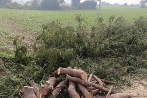 लकड़ी माफिया फिर सक्रिय, हरे नीम के पेड़ों की कटाई से ग्रामीण चिंतित