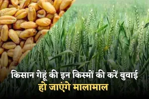 Gehun Ki Kheti: किसान गेहूं की इन किस्मों की करें बुवाई, हो जाएंगे मालामाल 
