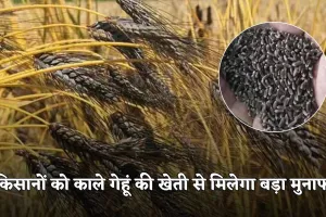 Black Wheat: किसानों को काले गेहूं की खेती से मिलेगा बड़ा मुनाफा, जानें क्या है खासियत 