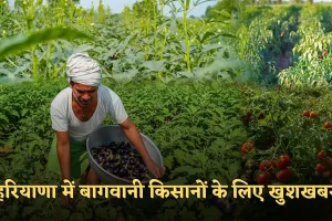 Haryana: हरियाणा में बागवानी किसानों के लिए खुशखबरी, सरकार दे रही इतनी सब्सिडी 