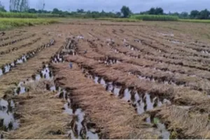 लगातार बारिश से सड़ने लगा धान, गन्ने को भी नुकसान