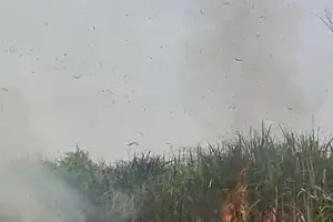 अज्ञात कर्म से लगी आग गाने की फसल जलकर हुई खाक 