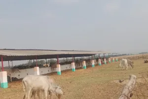 पचपेड़वा ब्लॉक की गौशालाओं में तड़प रहे गोवंश