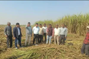 पराली जलाने पर किसानों पर 5 हज़ार का लगा जुर्माना, सैटेलाइट से पुष्टि, कृषि विभाग ने की कार्रवाई