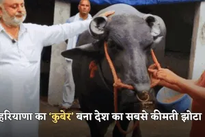  Haryana: हरियाणा का ‘कुबेर’ बना देश का सबसे कीमती झोटा, पुष्कर मेले में लगी 21 करोड़ की कीमत