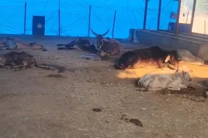 डगडगी गौशाला का हाल बेहाल