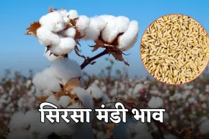 Sirsa Mandi Bhav: हरियाणा की सिरसा मंडी में फसलों के ताजा भाव हुए जारी, यहां देखें	