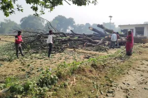 वन विभाग के कर्मचारियों व पुलिस की साठगांठ से प्रतिबंधित पेड़ों को धराशाई कर रहे वन माफिया