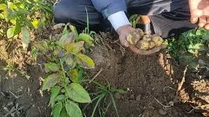  आलू की फसल में समय से करें झुलसा रोग का नियंत्रण-जिला उद्यान अधिकारी 