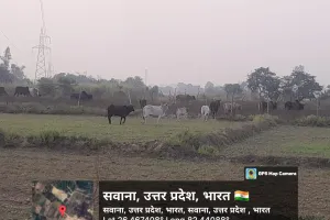 अधिकारियों की लापरवाही से उजड़ रहे खेत, छुट्टा जानवर कर रहे तबाही