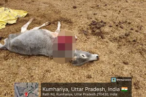 गौशाला में लापरवाही पर जिला विकास अधिकारी का कड़ा एक्शन, सचिव दीपक कुमार निलंबित