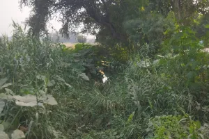 रबी की बुआई के बाद सिंचाई की दरकार, नहरों की नहीं हुई सिल्ट सफाई