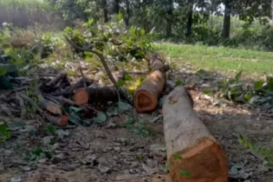बसुआपार में बिना परमिट के सागौन के पेड़ की हुई कटान