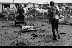 जोकनई गौशाला में बीमार पशुओं की अनदेखी, बदहाली, कई की मौत, चारा-पानी का अभाव