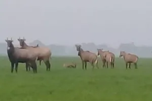 नीलगायों का कहर: 50 बीघा गेहूं की फसल बर्बाद