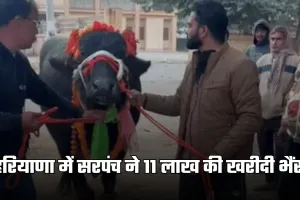Haryana: हरियाणा में सरपंच ने 11 लाख की खरीदी भैंस, DJ बजाकर किया स्वागत