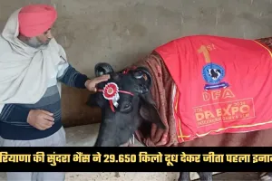 Haryana: हरियाणा की सुंदरा भैंस ने रचा इतिहास, 29.650 किलो दूध देकर जीता पहला इनाम