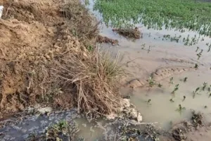 बलरामपुर में इटवा रजवाहा नहर कटी, फसलें जलमग्न