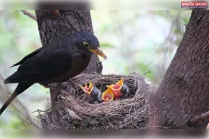 पक्षियों के मौलिक अधिकार पर विभिन्न विभागों का निशाना उनके मौलिक अधिकार पर डाल रहे डाका 