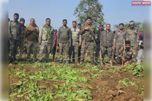 चौपारण में अवैध अफीम की खेती पर करारा प्रहार, 40 एकड़ में लगी फसल नष्ट