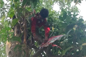 बड़हलगंज में दर्दनाक हादसा: पतंग उड़ाते समय हाईटेंशन लाइन की चपेट में आया 10 वर्षीय मासूम, करंट लगने से मौत