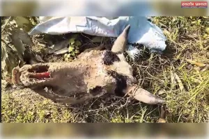 Lucknow मलिहाबाद के बागों में गोवंश कटान का गोरखधंधा, एक सांड की निर्मम हत्या, दूसरा कटने से बचा