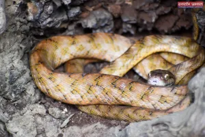 दुधवा में दिखा दुर्लभ 'फोर्स्टन कैट स्नेक', गाइड राजू के कैमरे में कैद हुई अद्भुत तस्वीर