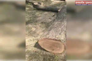 घाटमपुर में अवैध रूप से कांटे गए कई हरे नीम के पेड़