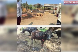 अग्निकांड से दहला बहुवन मदार माँझा: दो गोवंशों की जलकर मौत