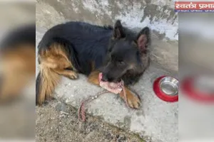 टायसन की बहादुरी को सलाम! 