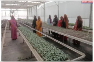 उद्यान विभाग द्वारा तैयार की जा रही रोग मुक्त एवं गुणवत्तायुक्त सब्जियों की नर्सरी।
