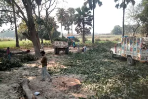 गोरखपुर :सिंकरीगंज क्षेत्र धोबौली में हरियाली पर  ठेकेदारों का डाका:
