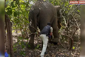 झारखंड में पहली बार जंगली हाथी का हुआ सफल इन-हाउस उपचार