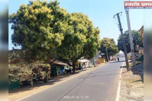 मंजरों से लदा आम वृक्ष आम फसलें अधिक होने की सम्भावना से कृषकों में छाया उल्लास