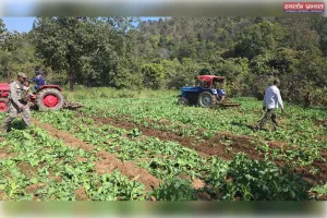 चौपारण थाना क्षेत्र में अवैध अफीम की खेती का किया गया विनष्टीकरण, करीब 10 एकड़ में लगी फसल नष्ट