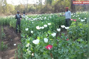 चौपारण थाना क्षेत्र में अवैध अफीम की खेती नष्ट