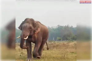 गोमिया में हाथियों का कहर जारी