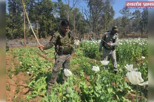 चौपारण थाना क्षेत्र में अवैध अफीम की खेती का किया गया विनष्टीकरण, क़रीब 10 एकड़ फसल नष्ट