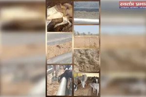 हरे चारे के नाम पर  सूखा भुसा.खाने  को विवस  गोवंश