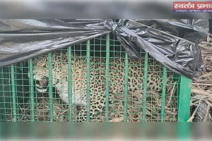 नौरंगाबाद में पिंजरे में कैद हुआ 'दहशत' का पर्याय बना तेंदुआ